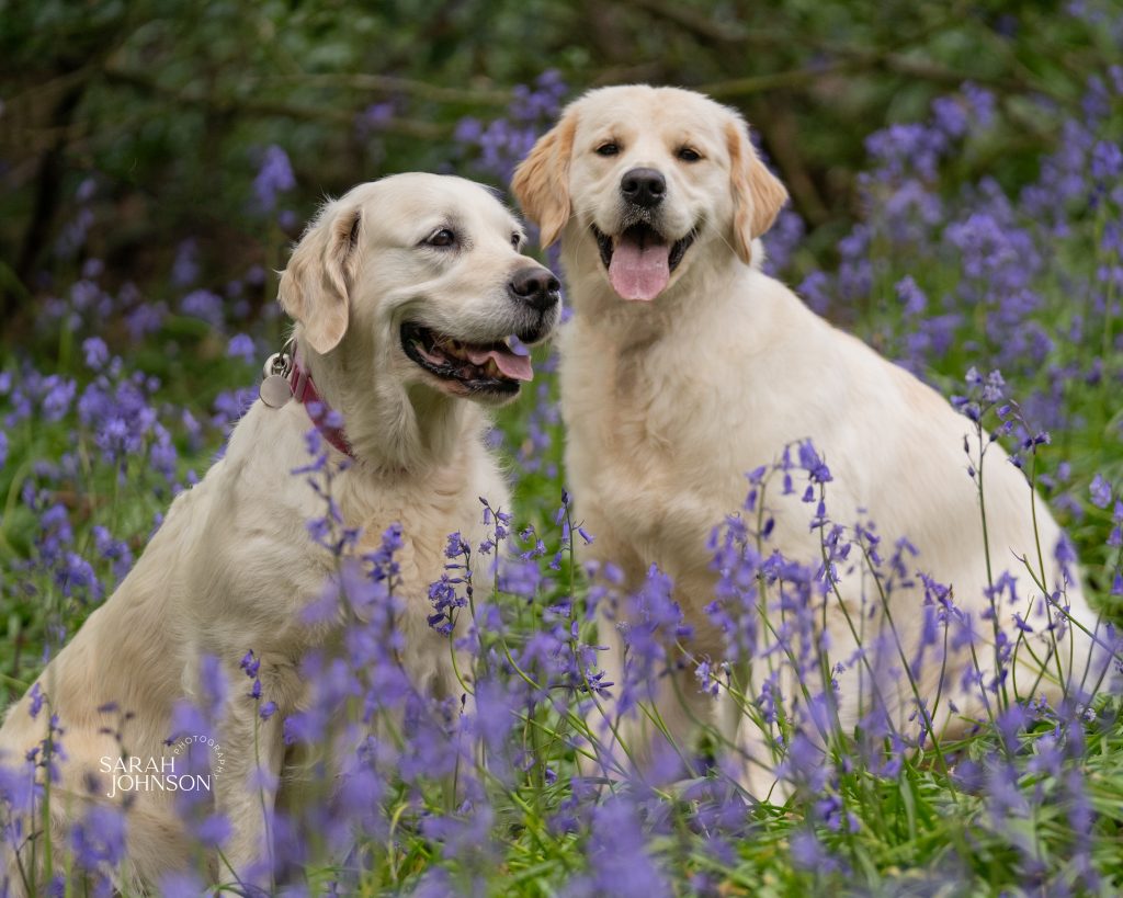 Two golden retrievers sat within the blue bells. Taken by North East Pet Photographer, Sarah Johnson Photography.