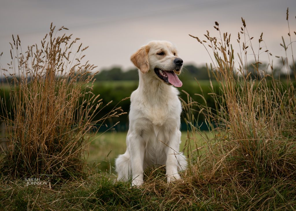 Golden retriever puppy sitting in the long grass on her dog photography photoshoot session.