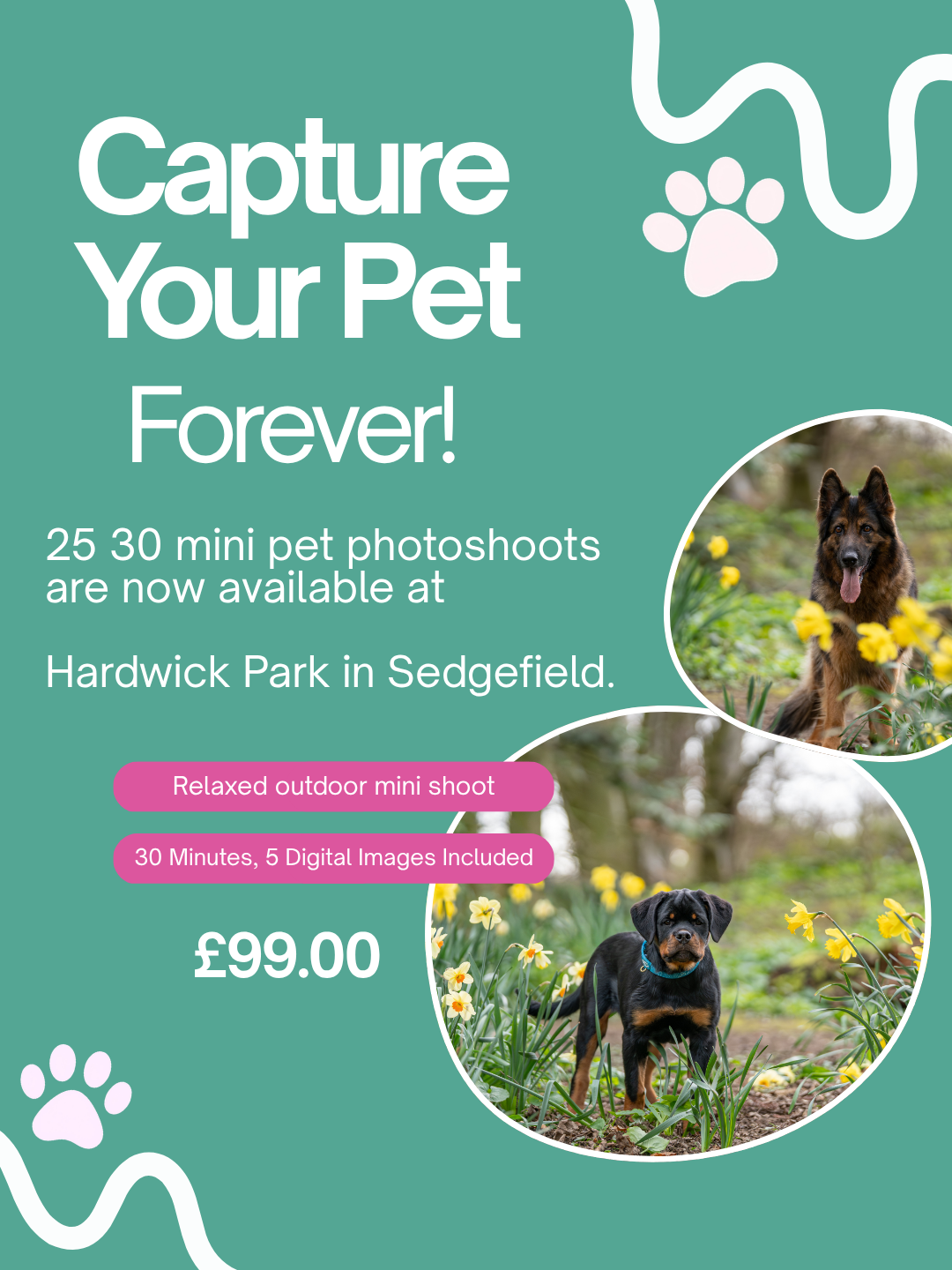 Mini Pet Photoshoot Sessions at Hardwick Park, Sedgefield